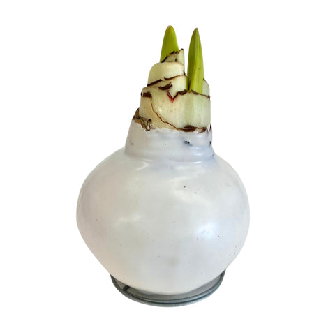 White Wax Amaryllis Bulbs