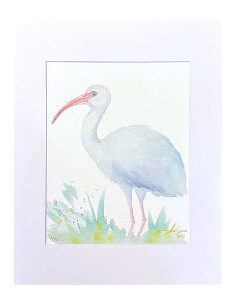 "White Ibis" Matted Art Print 11"x14"