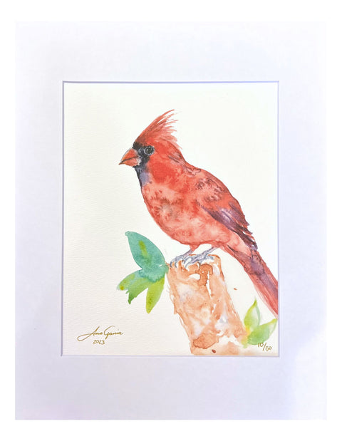 "Cardinal Male" Matted Art Print 11"x14"