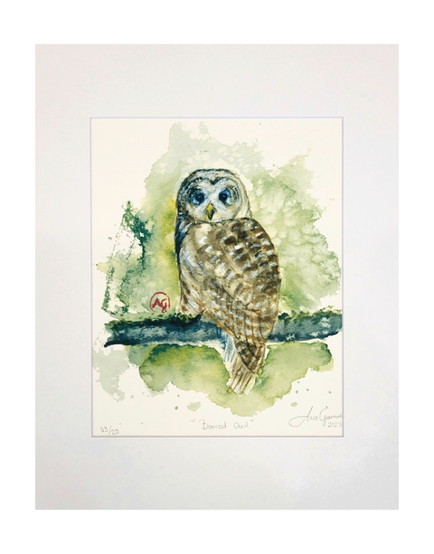 "Barred Owl" Matted Art Print 11x14
