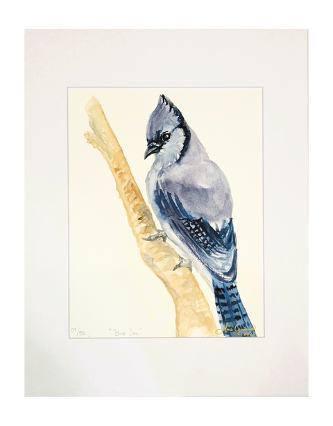"Blue Jay" Matted Art Print 11x14