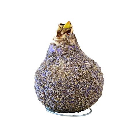 Lavender Base Amaryllis Bulbs