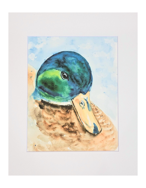 "Mallard Duck" Matted Art Print 11x14
