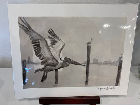 11X14 Print- "Study of the Flying Pelican" - 318 Art and Garden